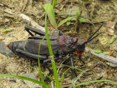 Dictyophorus