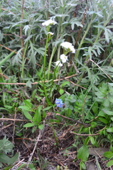 Cardamine digitata