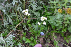 Cardamine digitata