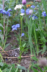 Cardamine digitata