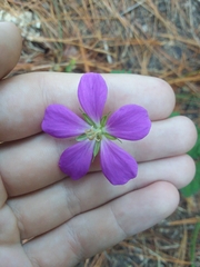 Geranium goldmanii