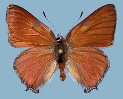 Satyrium saepium provo