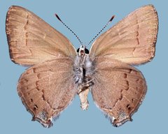 Satyrium saepium provo