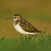Common Sandpiper - Photo (c) Ian White, some rights reserved (CC BY-NC-SA)