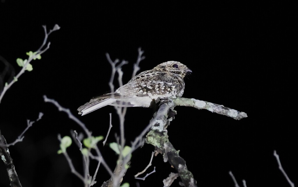Scrub Nightjar