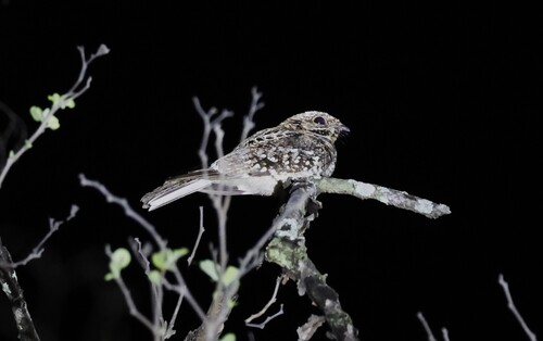 Scrub Nightjar