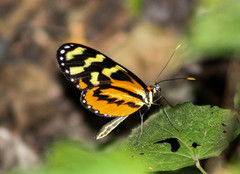 Mechanitis polymnia lycidice