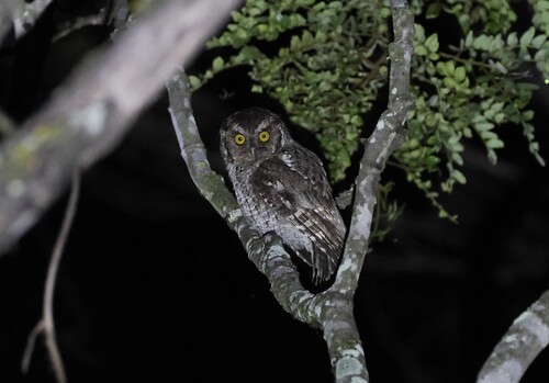 West Peruvian Screech Owl (Megascops roboratus), photo 7