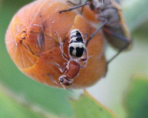 (Timulla prominens)