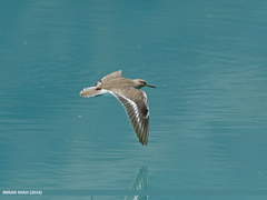 Common Sandpiper photo 5