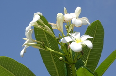 Plumeria
