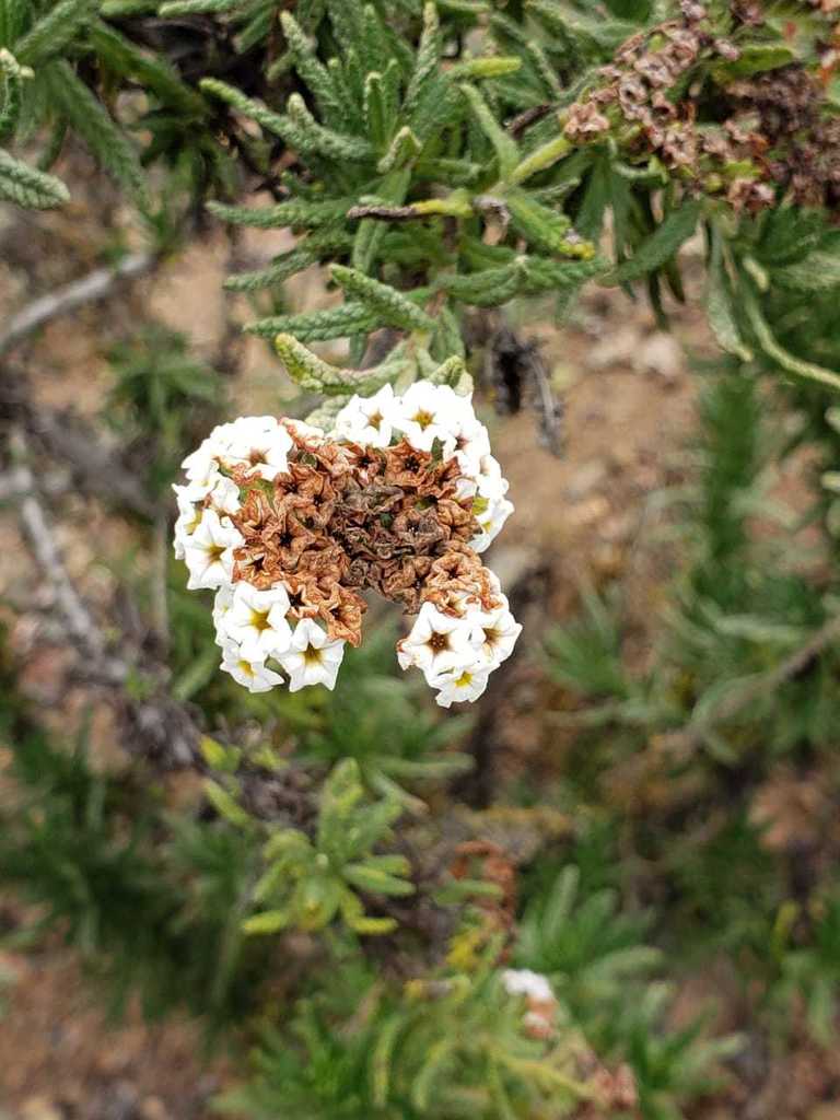 Heliotropium taltalense
