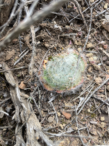 Beard Stonecrop (Crassula barbata)