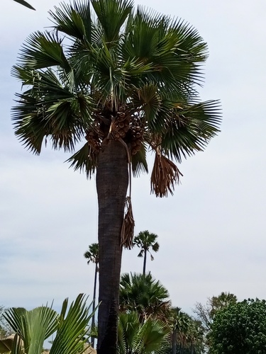 borassus palm