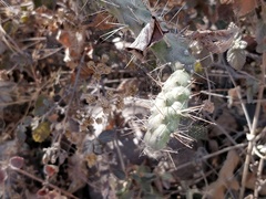 Opuntia pumila