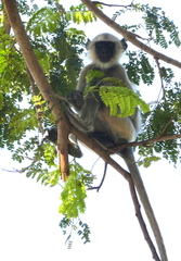 Semnopithecus entellus