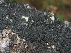 Lathagrium cristatum