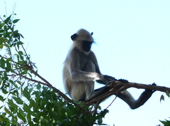 Semnopithecus entellus