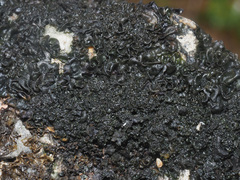 Lathagrium cristatum