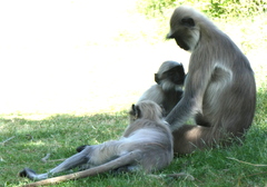 Semnopithecus entellus