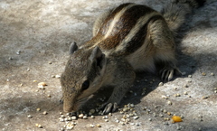 Funambulus pennantii