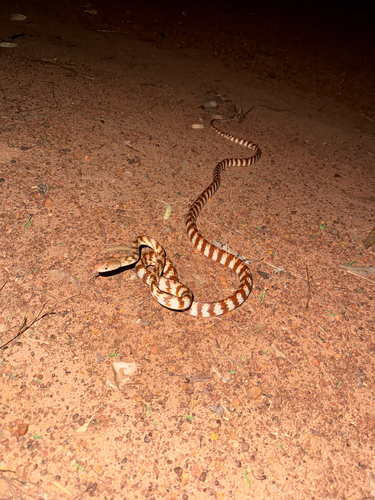 Brown Tree Snake sighting