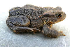 Duttaphrynus