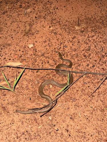 Children's Python sighting