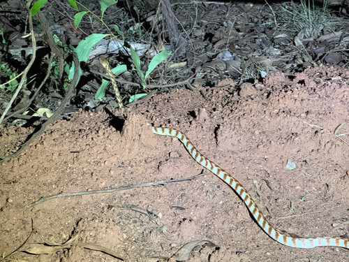 Brown Tree Snake sighting