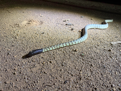 Black-headed Python sighting