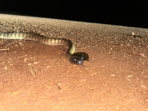 Black-headed Python sighting