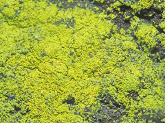 Chrysothrix chlorina