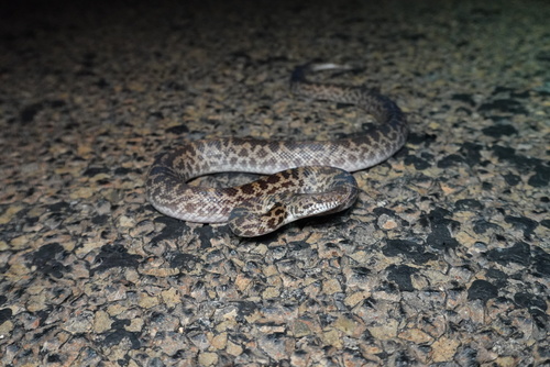 Spotted Python sighting