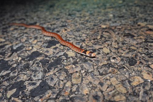 Eastern Shovel-nosed Snake sighting