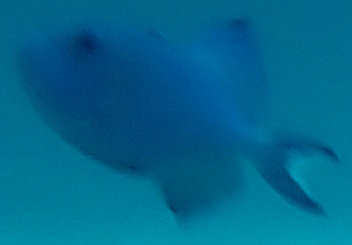 Blue Triggerfish — seen at this dive site