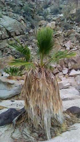 Washingtonia filifera