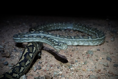 Coastal Carpet Python sighting
