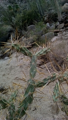 Cylindropuntia molesta