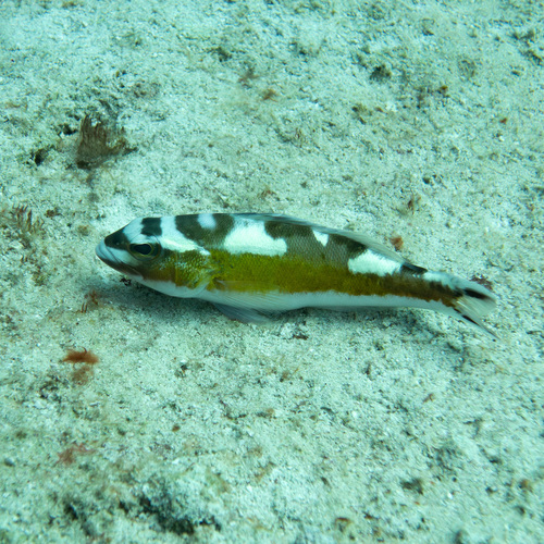 Tobaccofish (Serranus tabacarius) — Serranidae — 5