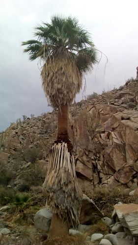 Washingtonia filifera