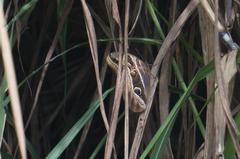 Eryphanis aesacus