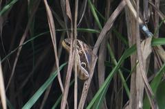 Eryphanis aesacus