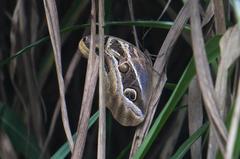 Eryphanis aesacus