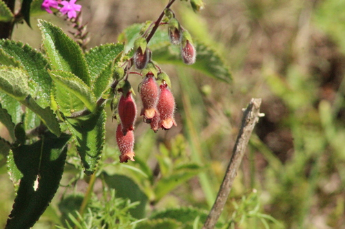 Sinningia sellovii