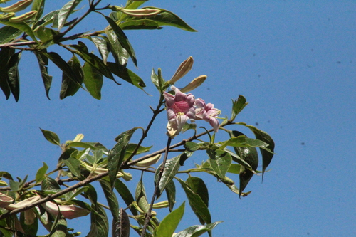 Coutarea hexandra, photograph 6