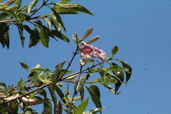 Coutarea hexandra, photograph (c) Paulo C. O. Cunha, some rights reserved (CC BY)