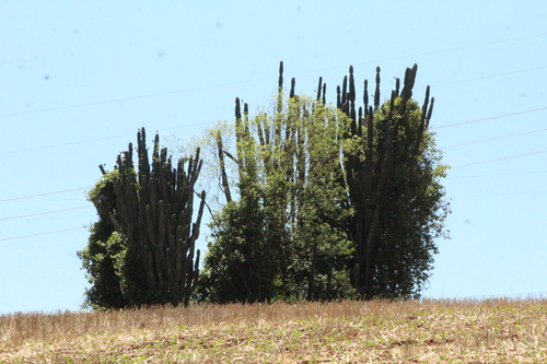 Cereus hildmannianus