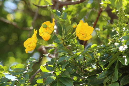 Cassia leptophylla