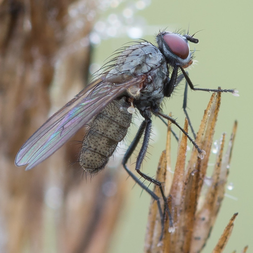 Subhylemyia