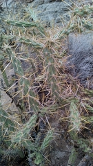 Cylindropuntia molesta
